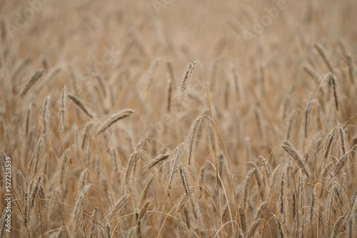 Heavy wheat ears bending down on a summer morning