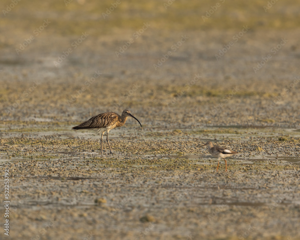 Eurasian curlew in wetland with redshank in foreground, Bahrain Eurasian curlew in wetland with redshank in foreground, Bahrain