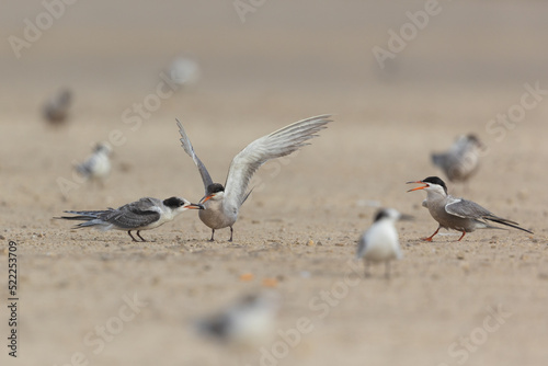 White cheeked tern feeding its young, Bahrain photo
