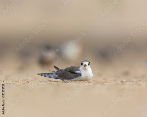 Juvenile white cheeked tern sitting and looking striaght ahead, Bahrain photo