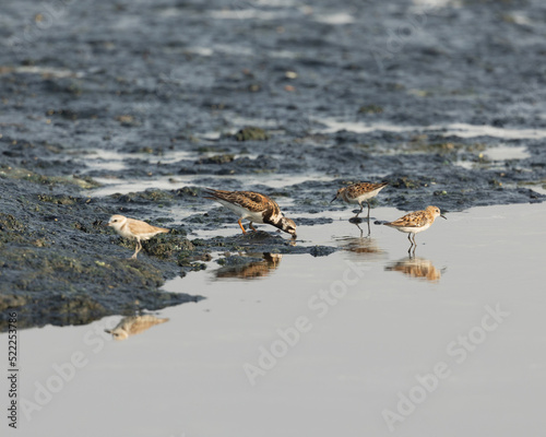 Rudy Turnstone and little stints in wetland © Niranjan
