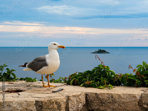 Great black-backed gull