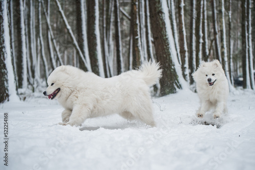 Beautiful fluffy two Samoyed white dogs is playing in the winter forest photo