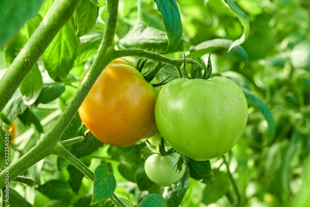 Ripening tomatoes on branch grow in garden.