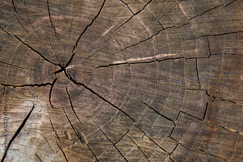 Cracks on sawing of tree stump.