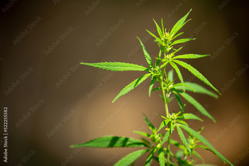 Fototapeta premium Cannabis plantation in the Chui valley. Bushes of cannabis by a stern plan. Leaves of narcotic plants for the manufacture of anasha. Hemp. marijuana