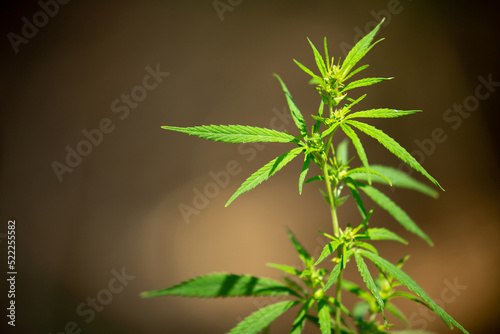 Cannabis plantation in the Chui valley. Bushes of cannabis by a stern plan. Leaves of narcotic plants for the manufacture of anasha. Hemp. marijuana