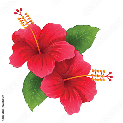 Beautiful hibiscus flowers on white background