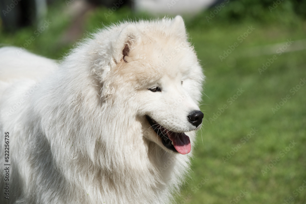 White Samoyed puppy sits on the green grass. Dog in nature, a walk in the park