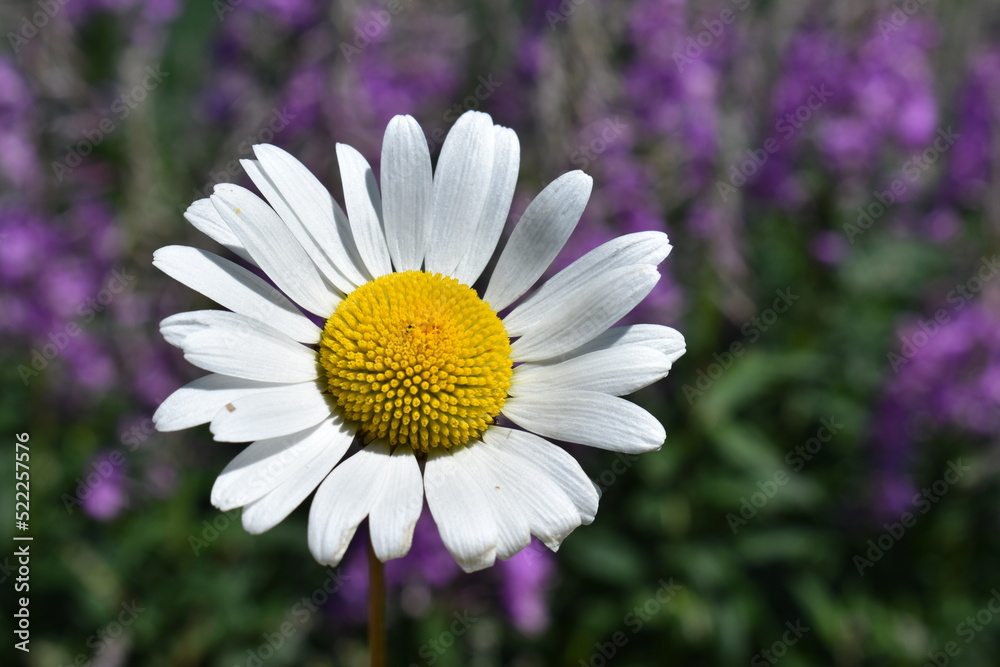 A daisy flower, Sainte-Apolline, Québec, Canada A daisy flower, Sainte-Apolline, Québec, Canada