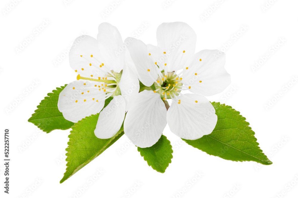 Blossoming cherry branch on a white background, close-up.