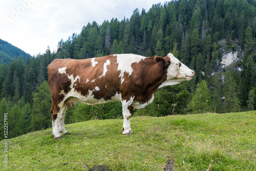 cow in the Alps of Austria © Herbert
