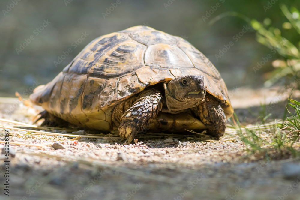 Old Herman's turtle, Testudo hermanni in the wood