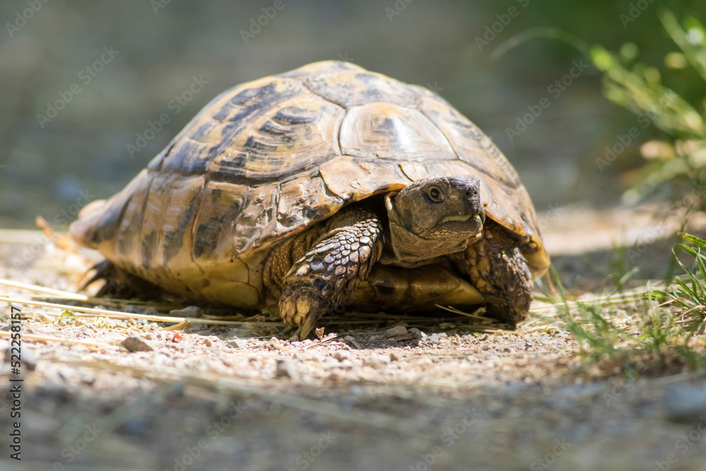 Old Herman's turtle, Testudo hermanni in the wood Old Herman's turtle, Testudo hermanni in the wood