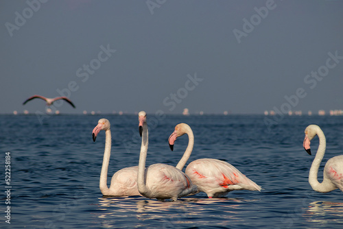 Wild birds. Group birds of white african flamingos  walking around the blue lagoon on a sunny day