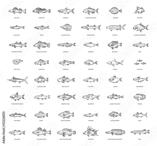 Types marine, ocean fish and Freshwater fish