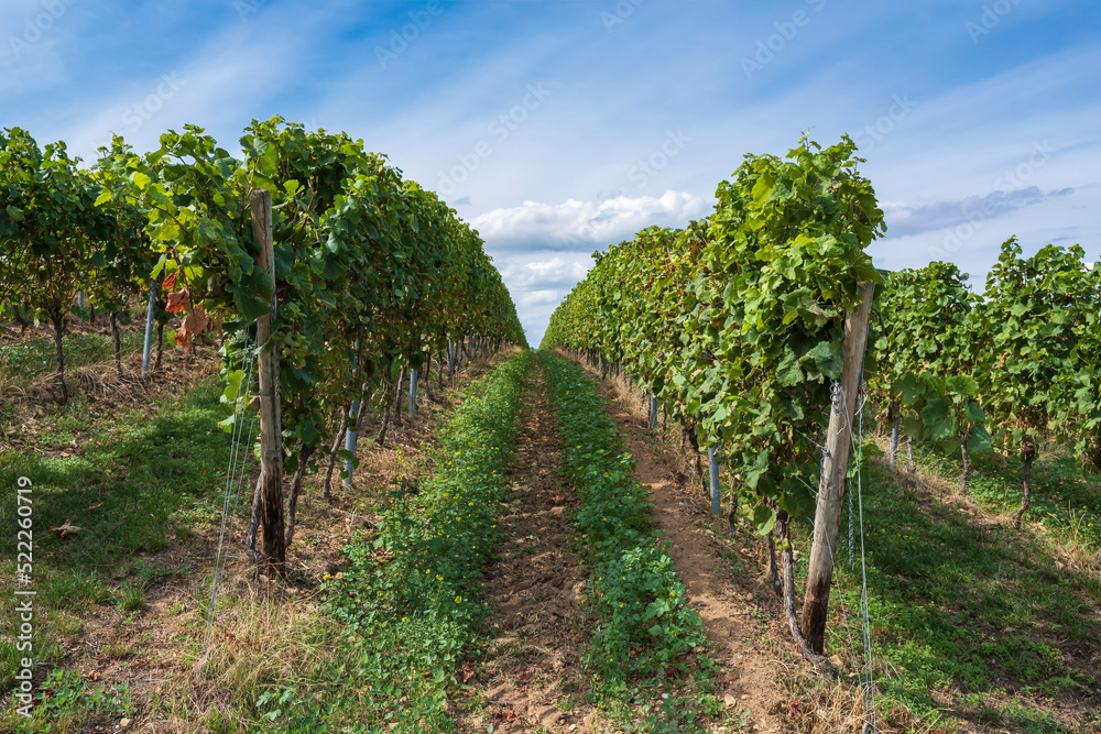View of a vineyard near Flonheim/Germany in Rheinhessen shortly before the harvest