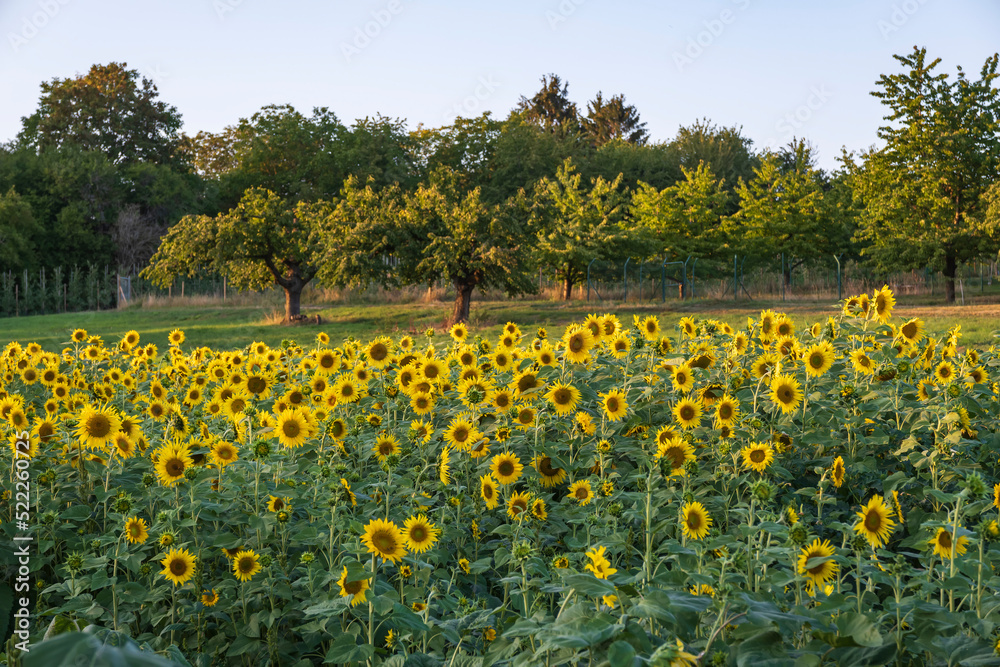 Obraz premium View of a small sunflower field in the evening near Frauenstein/Germany in Hesse