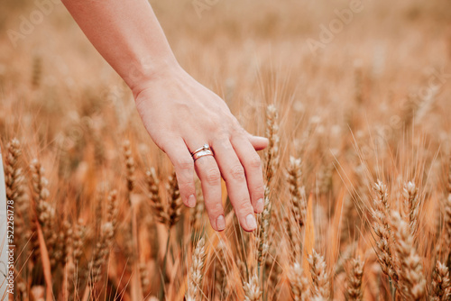 Wheat sprouts field. Young woman on cereal field touching ripe wheat spikelets by hand. Harvest and gold food agriculture concept.