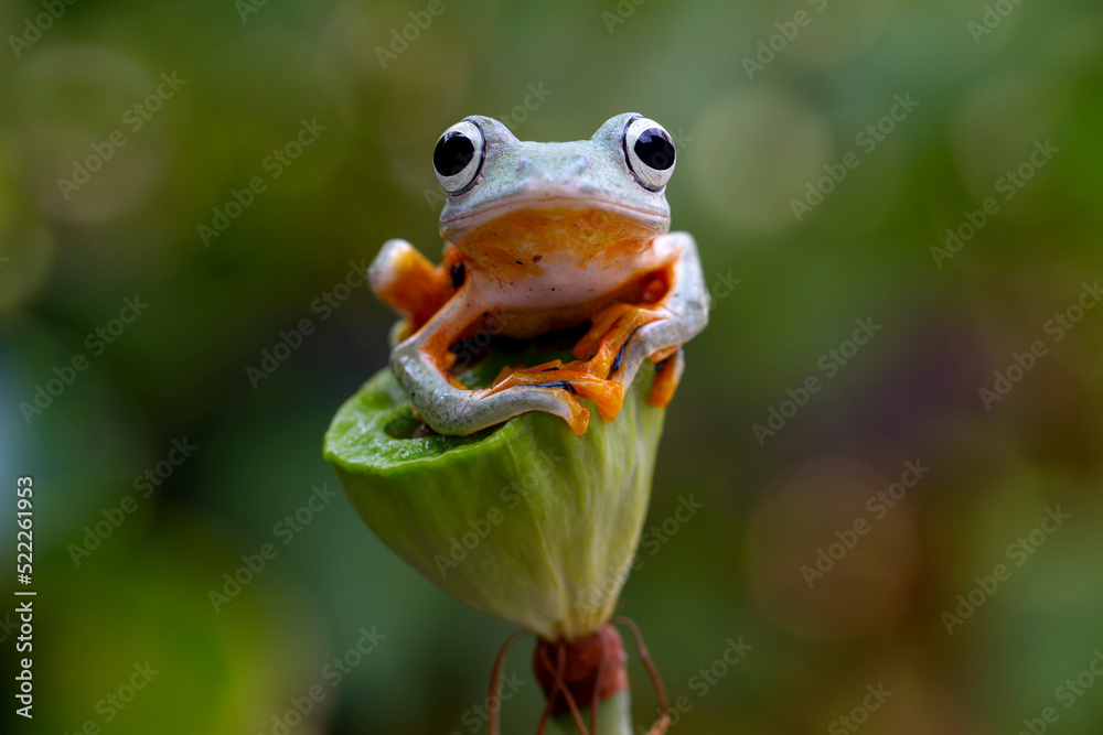 Fototapeta premium Rhacophorus Reinwardtii, Flying tree Frog on the branch