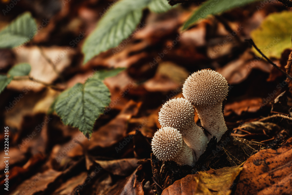 Obraz premium autumn forest mushrooms on a background of yellow leaves