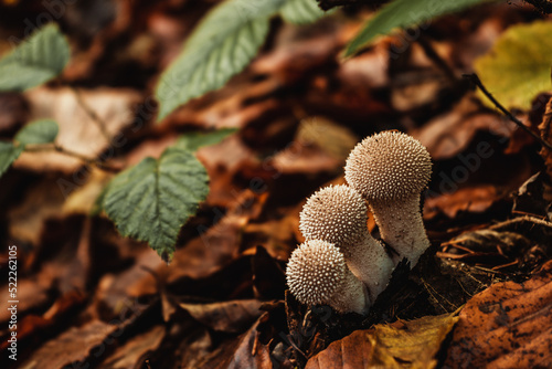 autumn forest mushrooms on a background of yellow leaves © Alina
