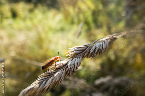 owad, kłos, przyroda, pomarańczowy, szkodnik, lato, bug, natura, orange , summer photo