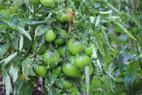Green tomatoes in the garden. Amateur vegetable growing in the home garden.