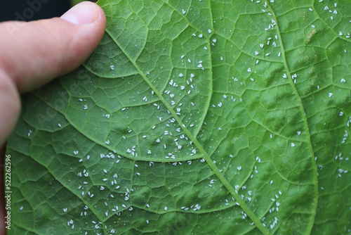 Glasshouse whitefly (Trialeurodes vaporariorum) on the underside of pumpkin leaves. It is a currently important agricultural pest. photo