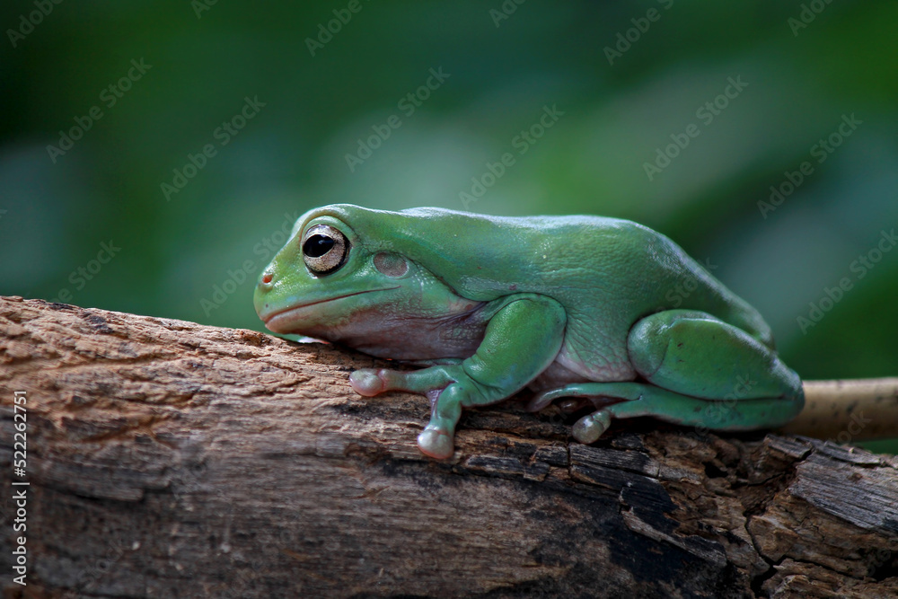 Obraz premium Dumpy frog, Green Tree Frog on the branch