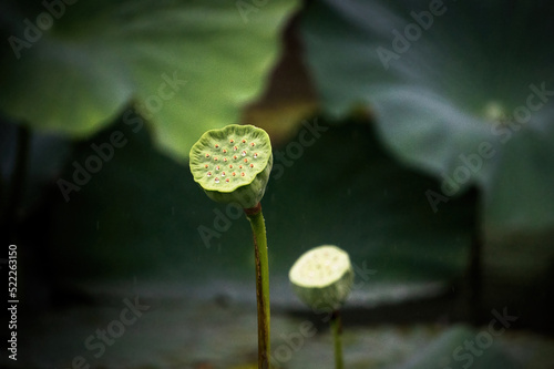 Wallpaper Mural lotus flower bud in pond Torontodigital.ca