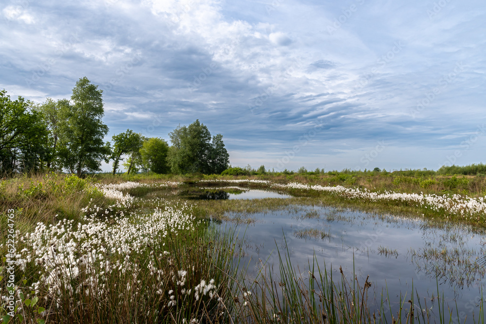 Fototapeta premium Wollgrasblüte im renaturierten Hochmoor.
