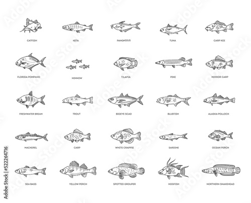 Types marine, ocean fish and Freshwater fish
