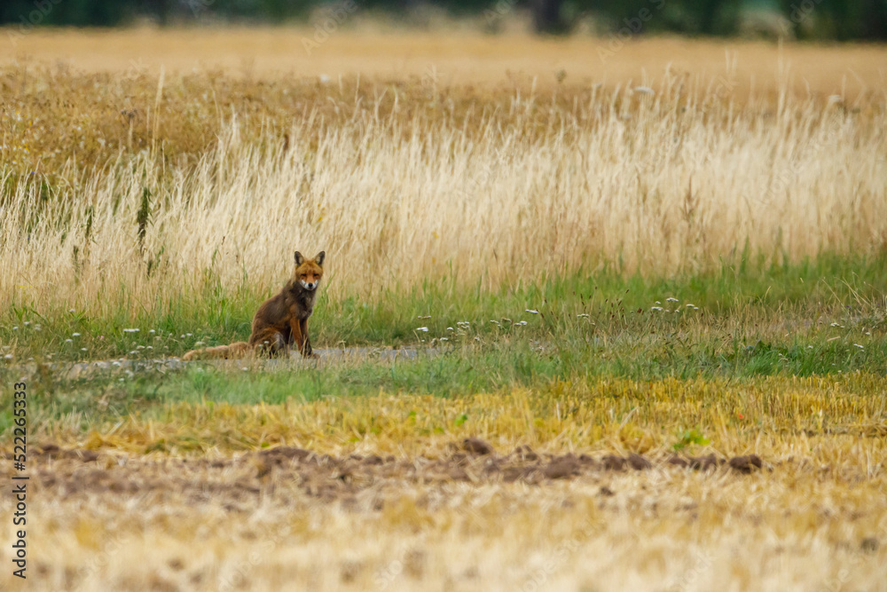 A red fox in the wild