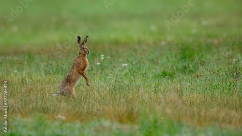 a wild brown hare in a field