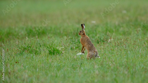 a wild brown hare in a field © hecke71