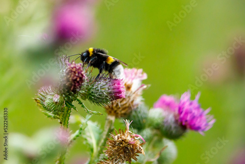a wild bumble bee on a flower © hecke71