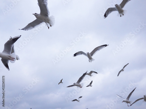 Seagulls flying in the sky © Egor