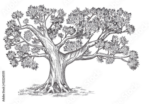 Family tree hand drawn sketch print in vintage sketch style. Pedigree template design. Isolated on white background.