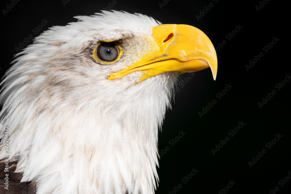 Closeup of an american bald Eagle. High quality photography Closeup of an american bald Eagle. High quality photography