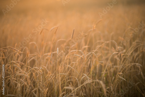 Golden yellow wheat in a field at sunset. Cereal export idea, world grain crisis