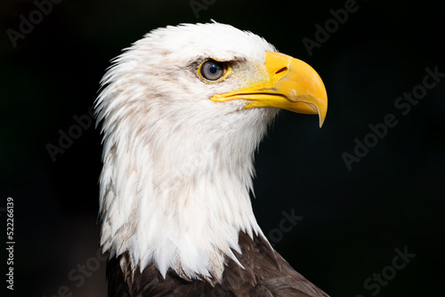 Closeup of an american bald Eagle. High quality photography