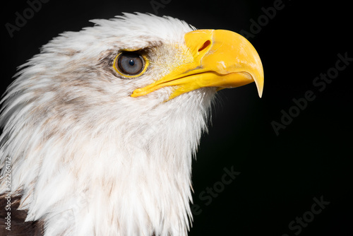 Closeup of an american bald Eagle. High quality photography