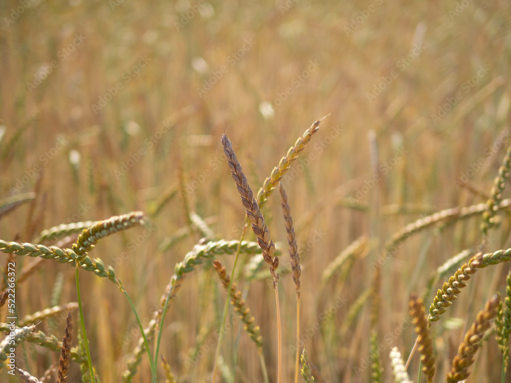 Fototapeta premium wheat field in the sunshine