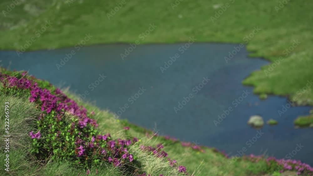 purple flowers in mountains with lake on background purple flowers in mountains with lake on background