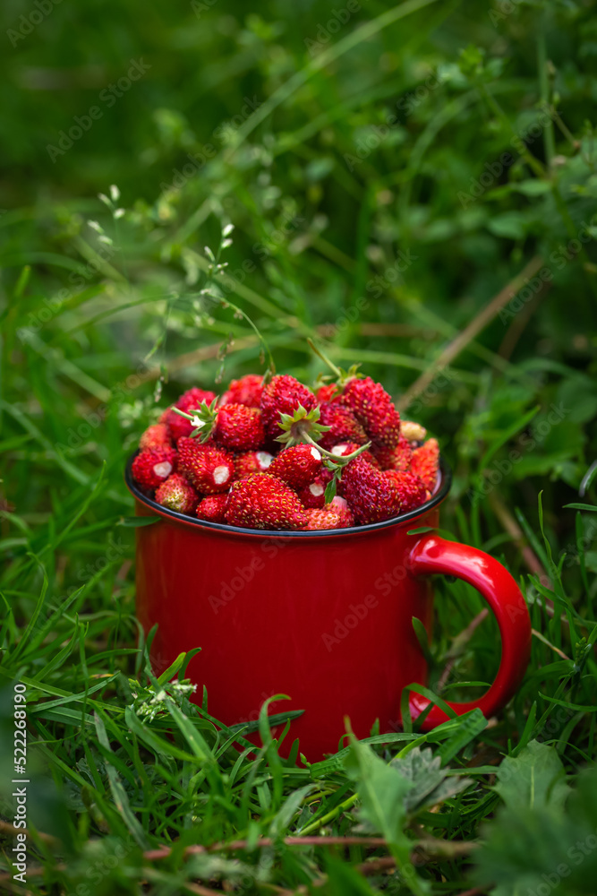 Fresh wild strawberries in red mug Fresh wild strawberries in red mug