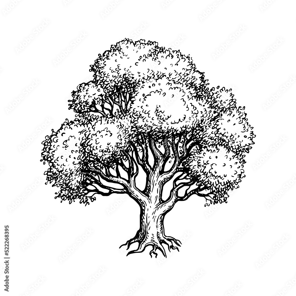 Oak tree ink sketch.