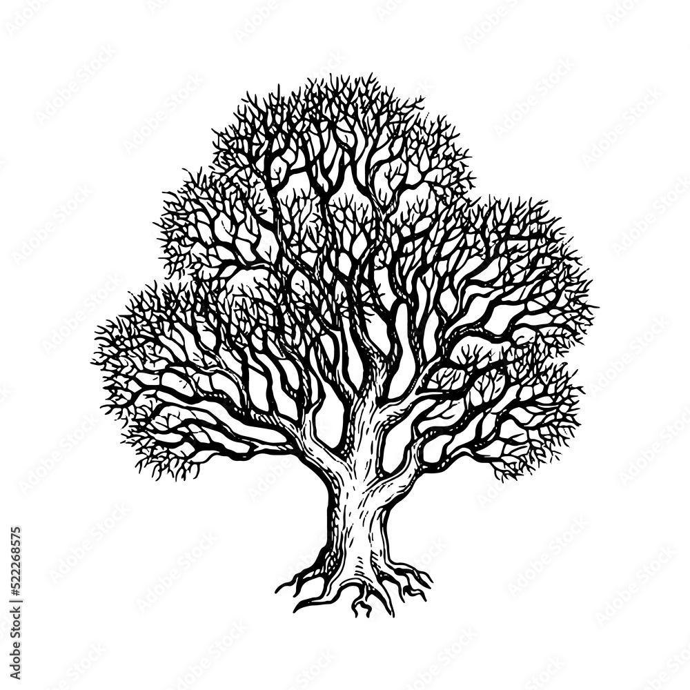 Naklejka premium Oak winter tree ink sketch.