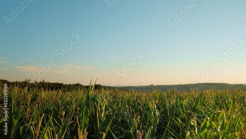 Beautiful corn field at sunset. Golden sunset over agriculture corn field