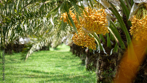Bunch of yellow dates on date palm.